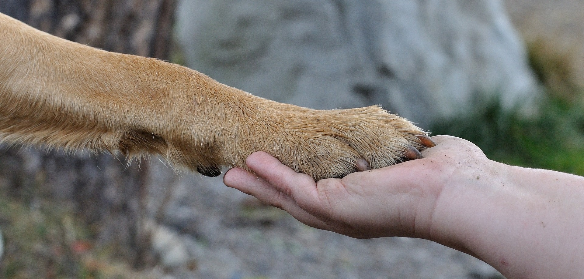Mascotas Reva, bonita foto de una pata dando la mano a alguien, simboliza la mistad entre los caninos y las personas